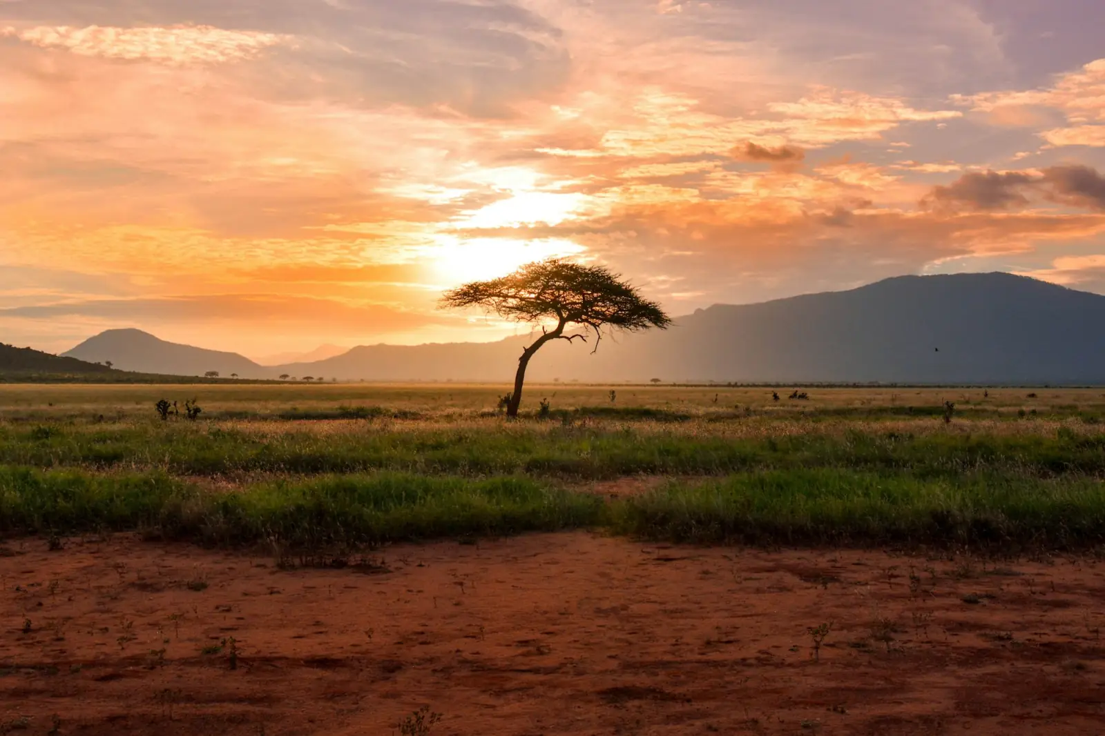 An acacia tree on an open plain at sunrise