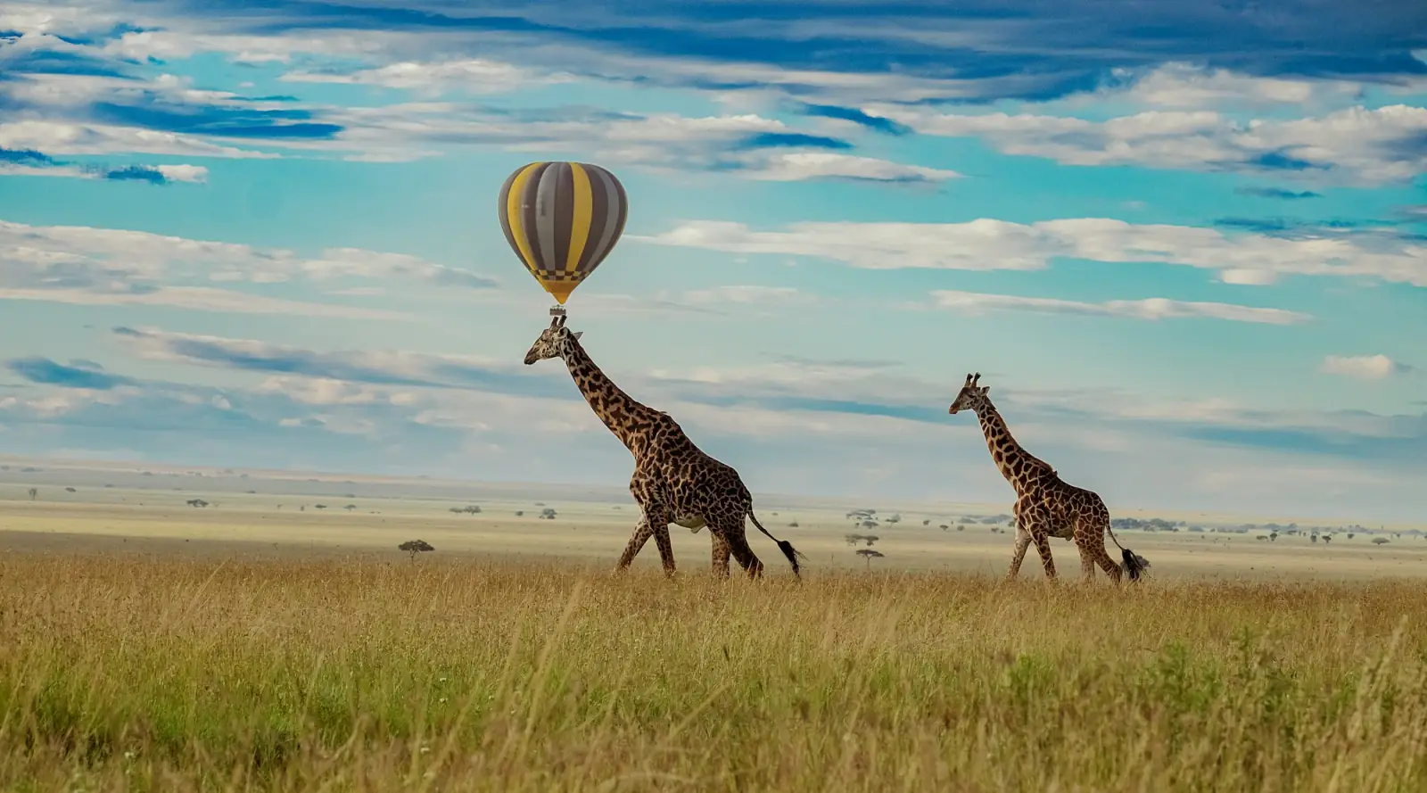 Giraffes walking beneath a hot air balloon over the Serengeti