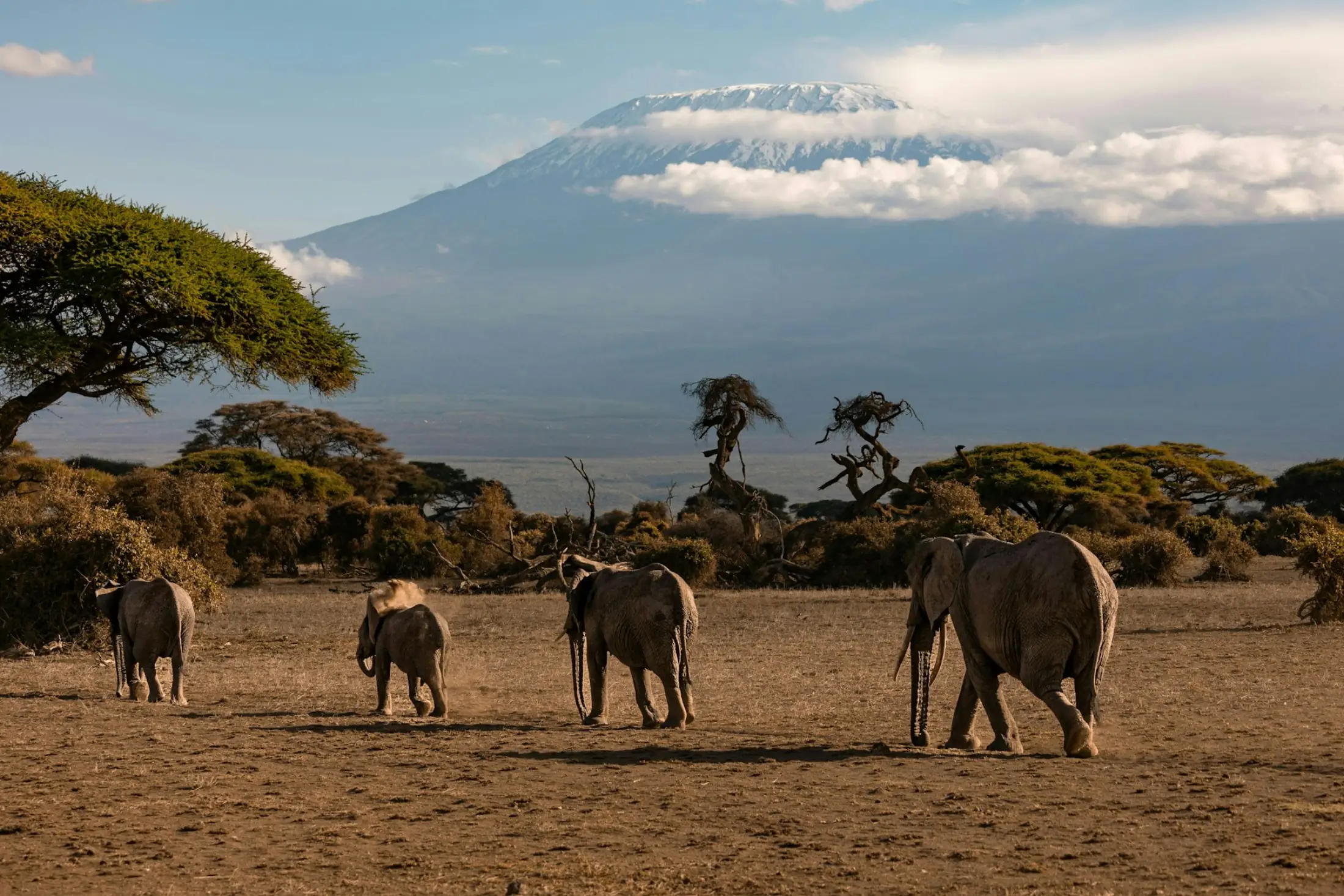 Elephants crossing the plains below the snow-capped summit of Kilimanjaro