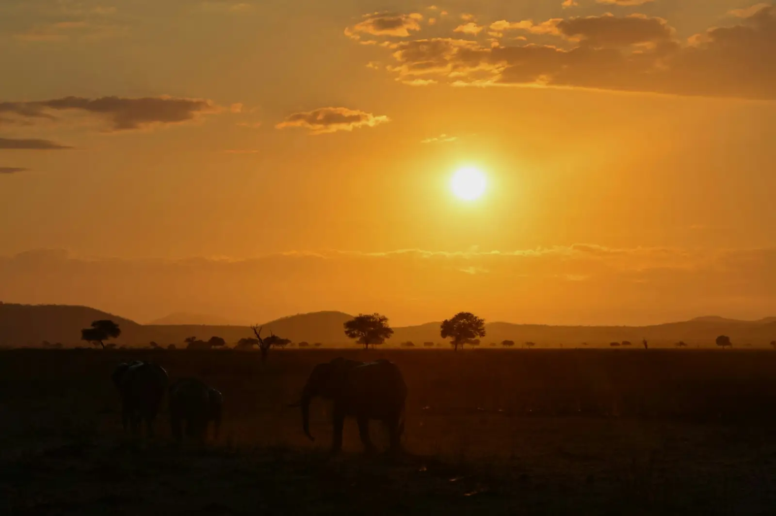 Elephants silhouetted against a savanna sunset