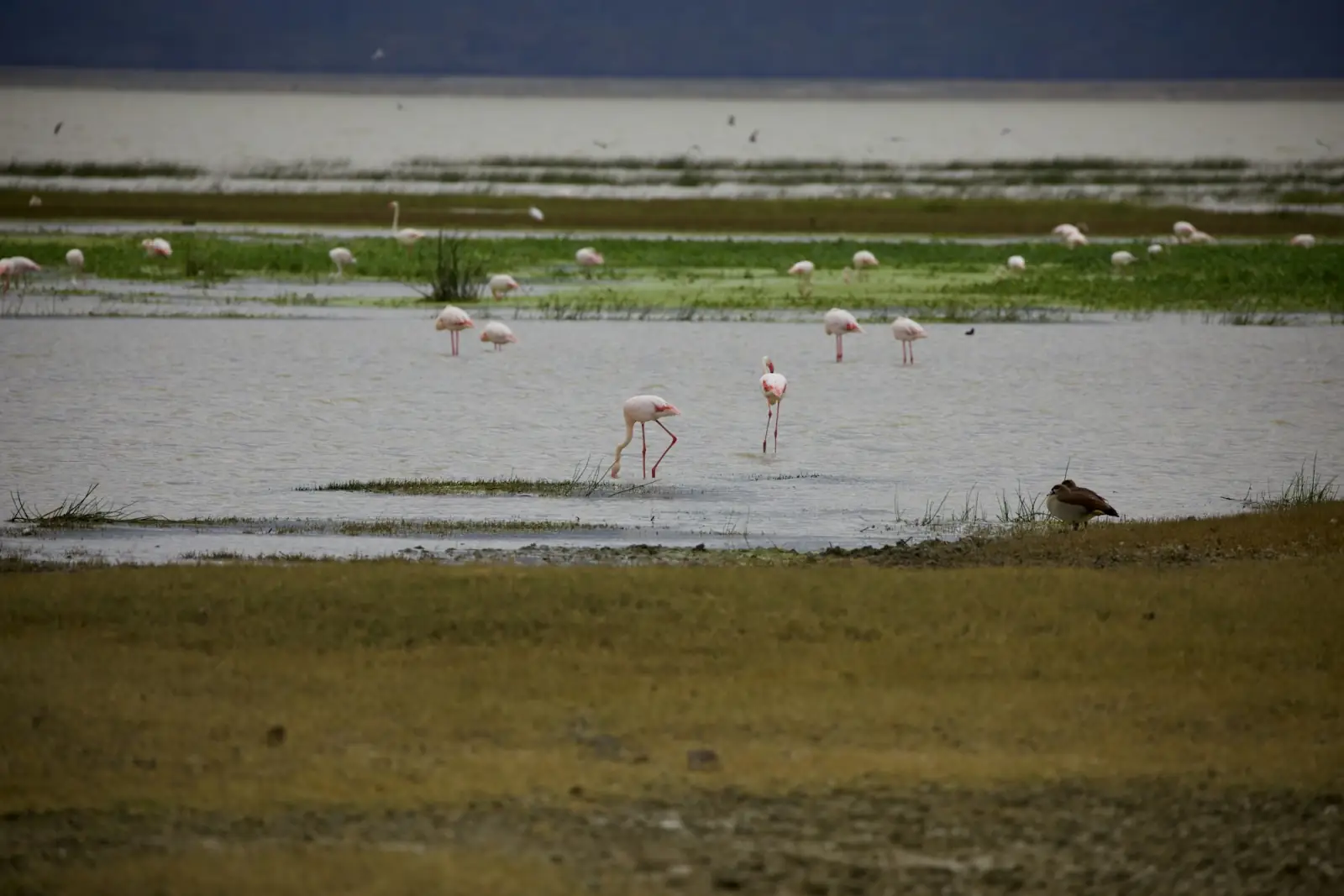 Flamingos wading in the shallows of Lake Manyara