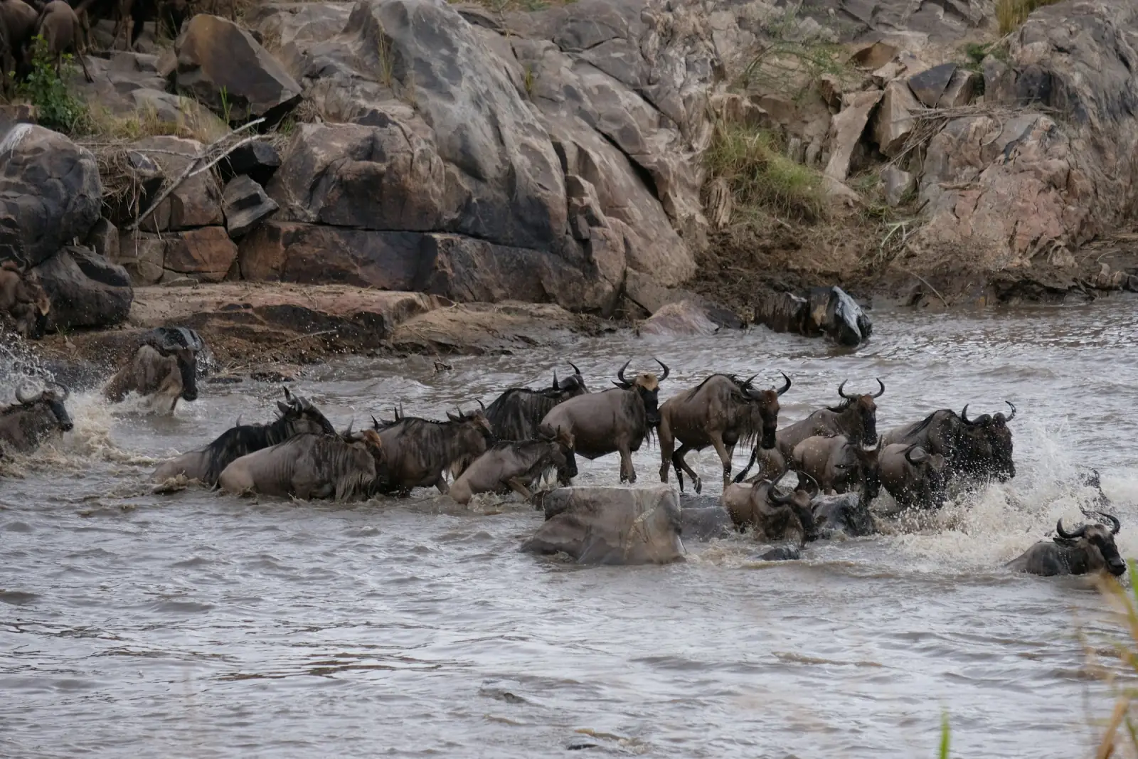 Wildebeest crossing a river during the Great Migration