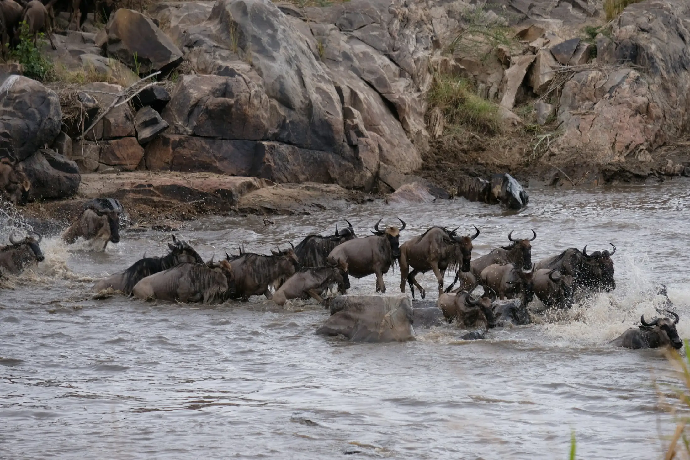Wildebeest crossing a river during the Great Migration