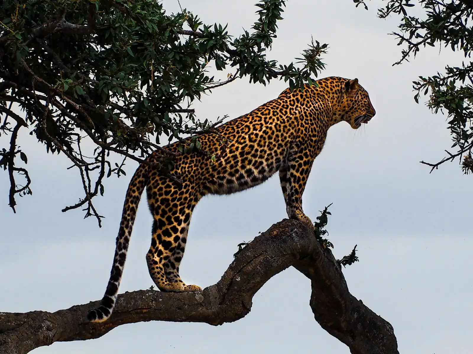 A leopard standing on a tree branch