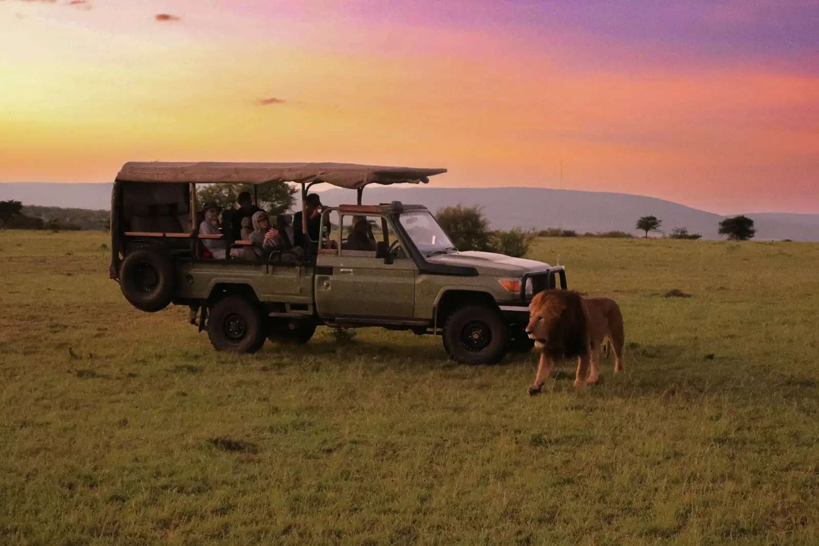 A lion walking past a safari vehicle at sunset