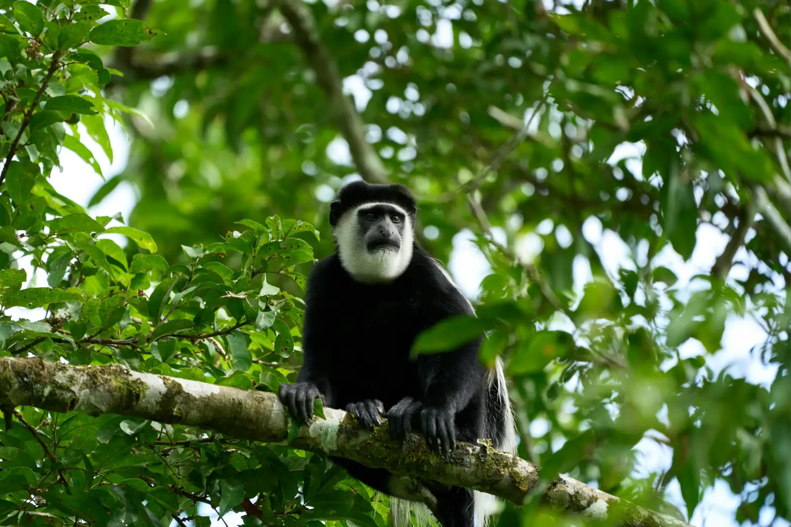 A black-and-white colobus monkey on a branch