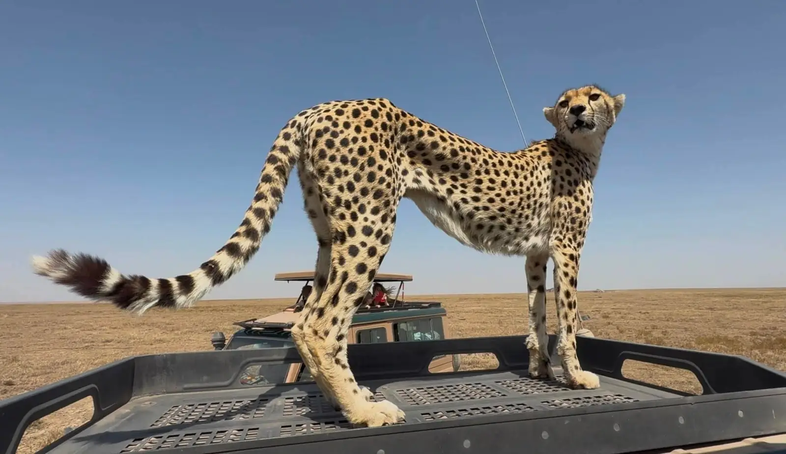 A cheetah standing on the roof rack of a safari vehicle on the open plain