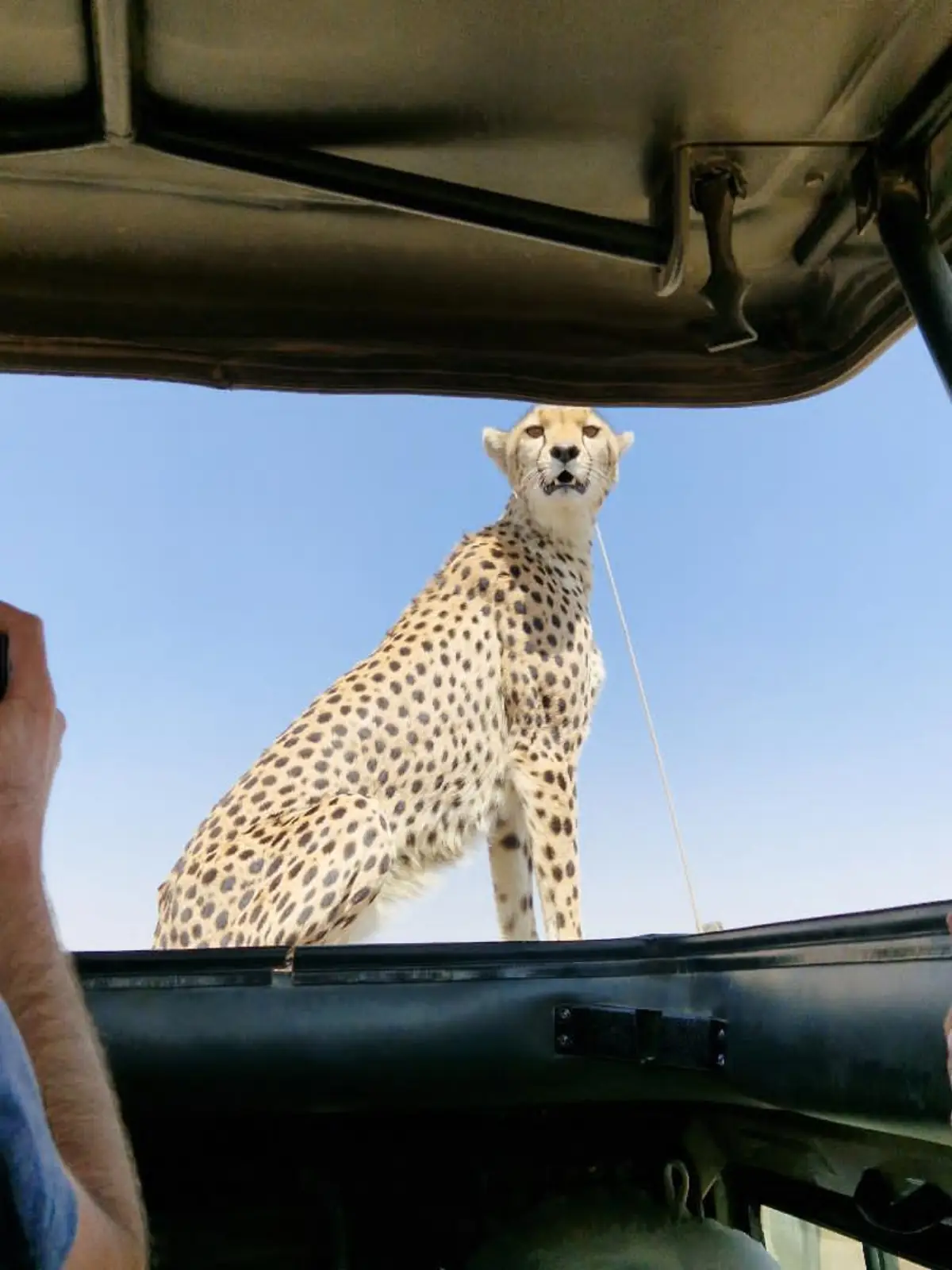A cheetah sitting on a vehicle roof photographed from inside the vehicle