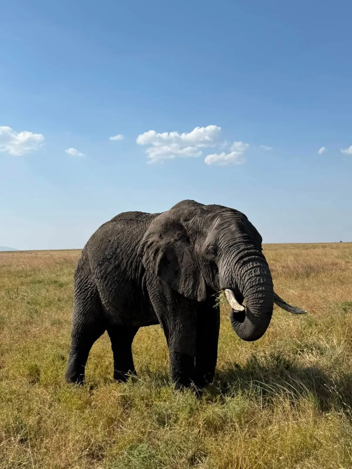 A large bull elephant feeding on open grassland under a blue sky