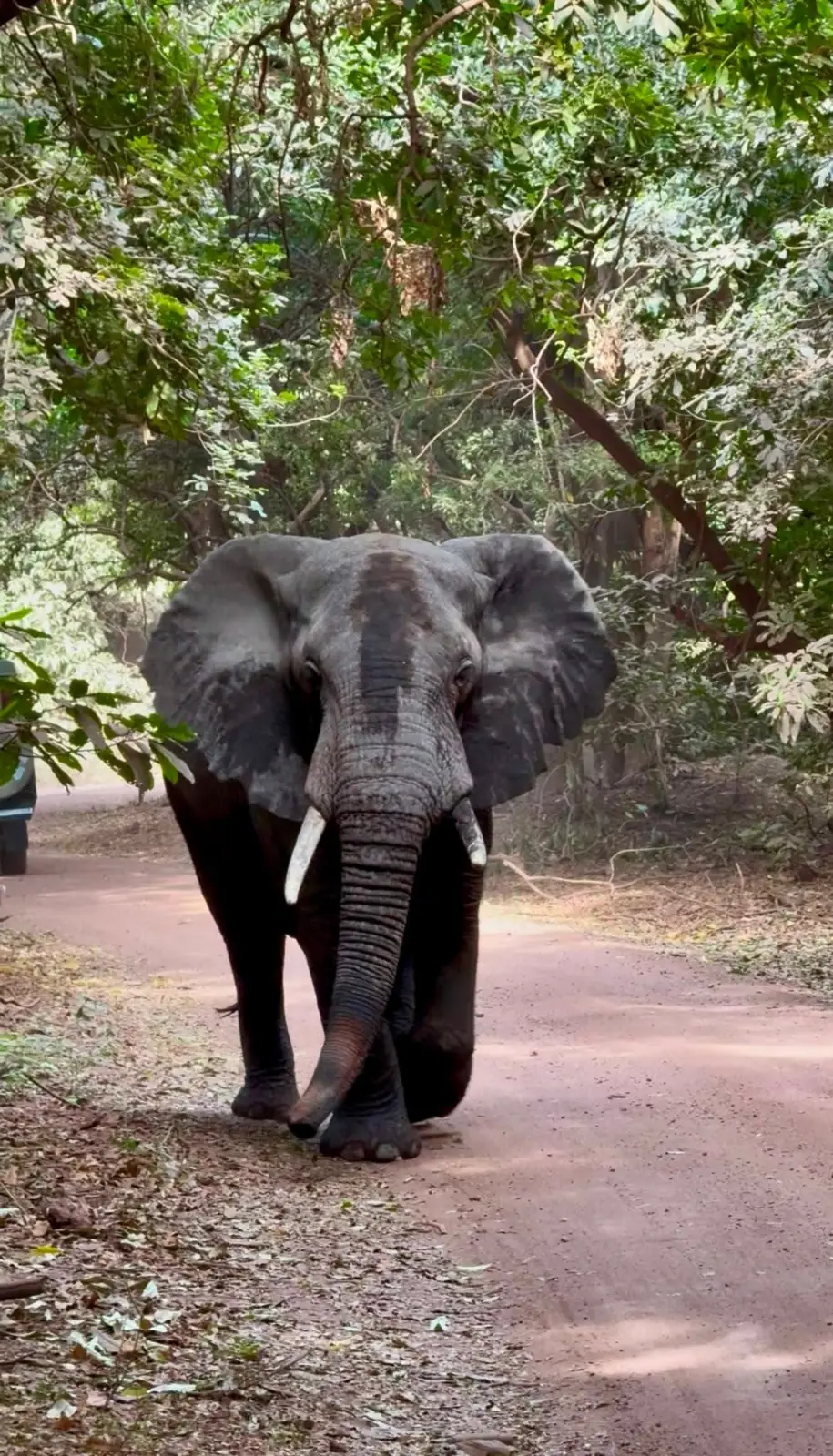 An elephant walking directly towards the camera along a forest track