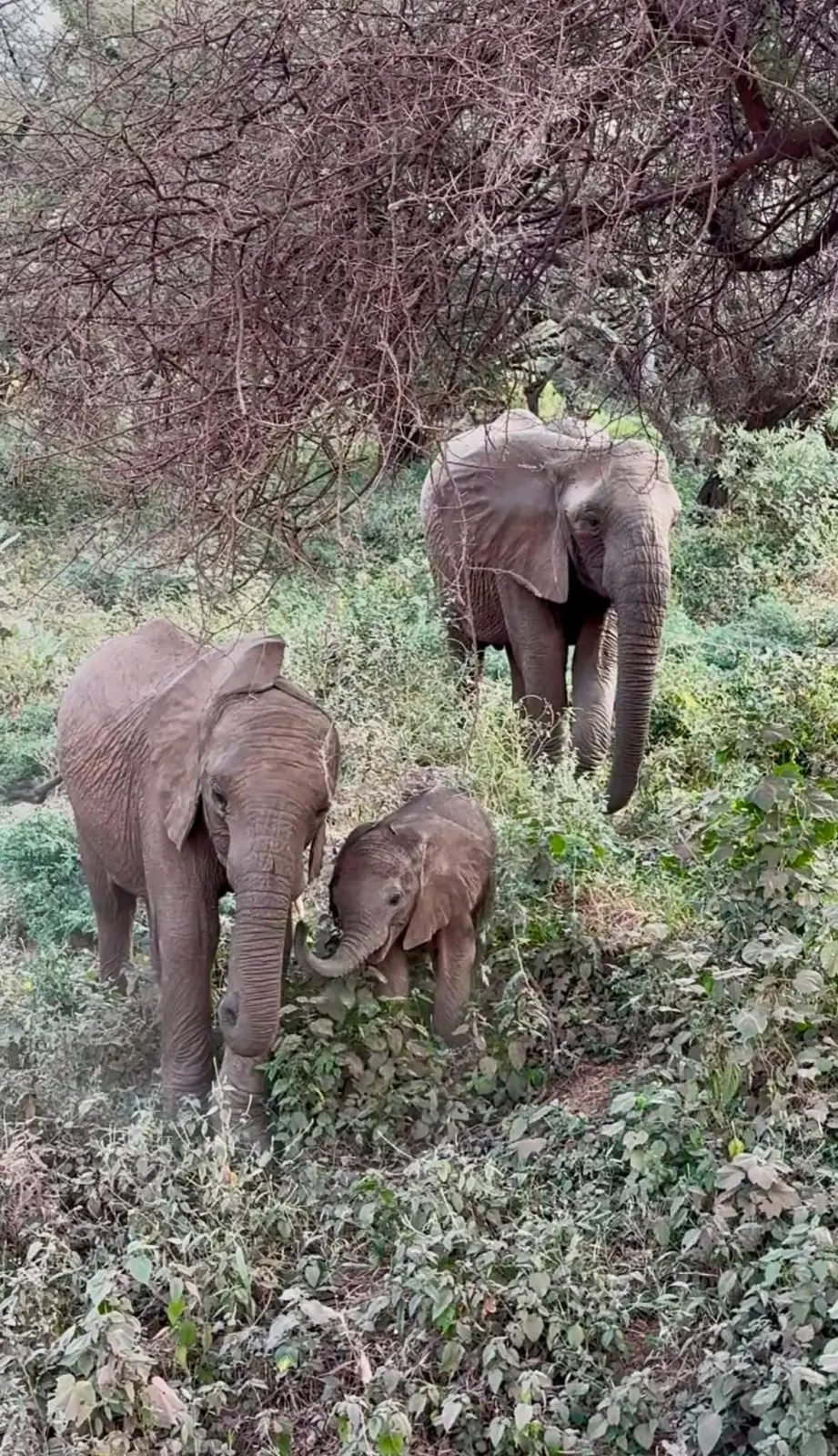 Two adult elephants and a calf feeding in dense green bush