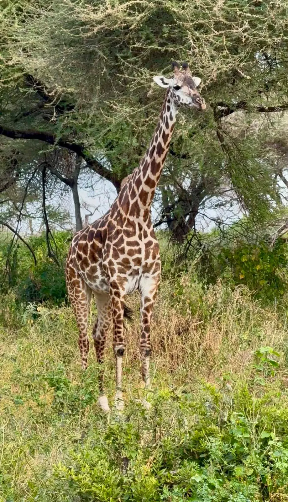 A Maasai giraffe browsing among flat-topped acacia trees