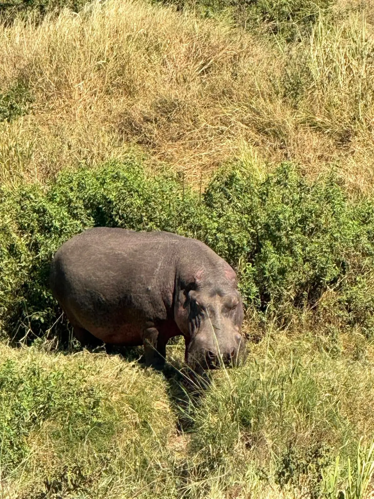 A hippo grazing on a grassy bank in daylight