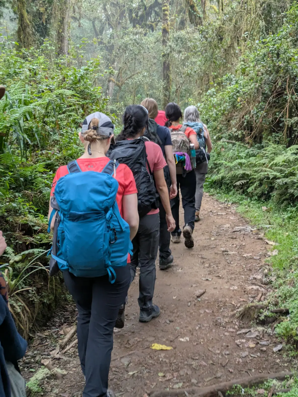 Trekkers walking single file through dense green rainforest on the lower slopes