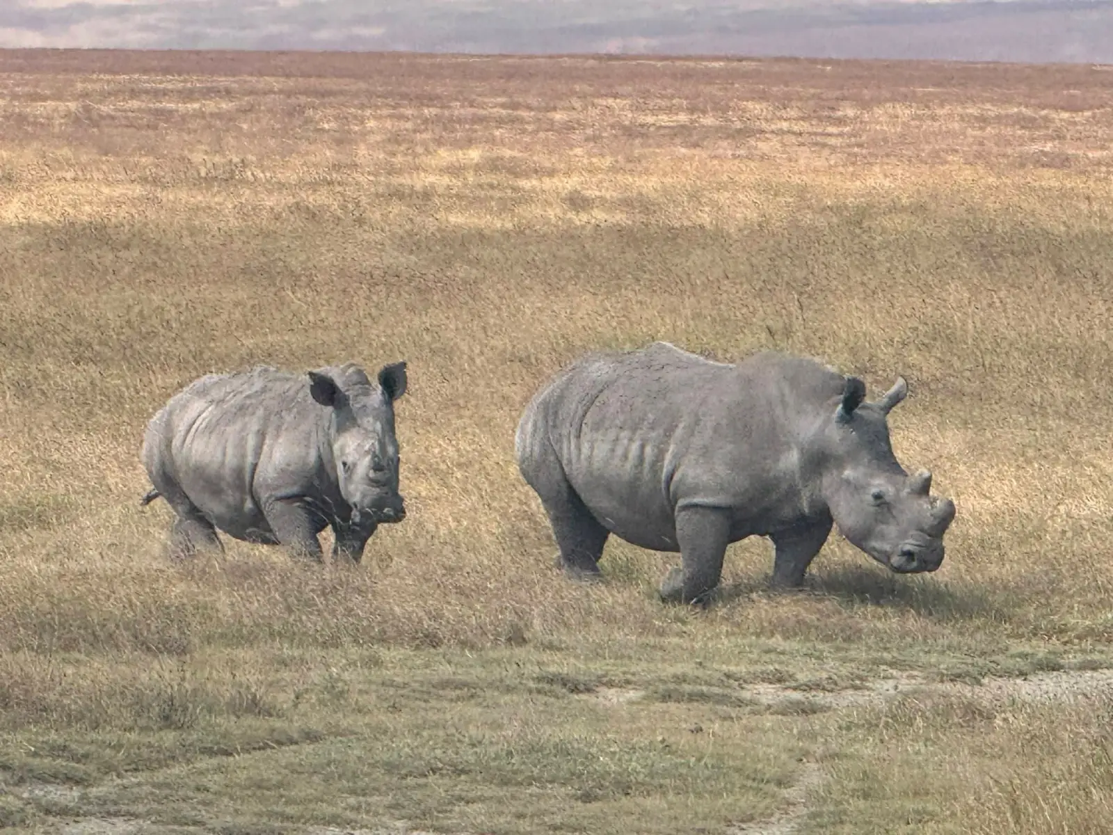 Two black rhinos walking through open grassland on the Ngorongoro crater floor