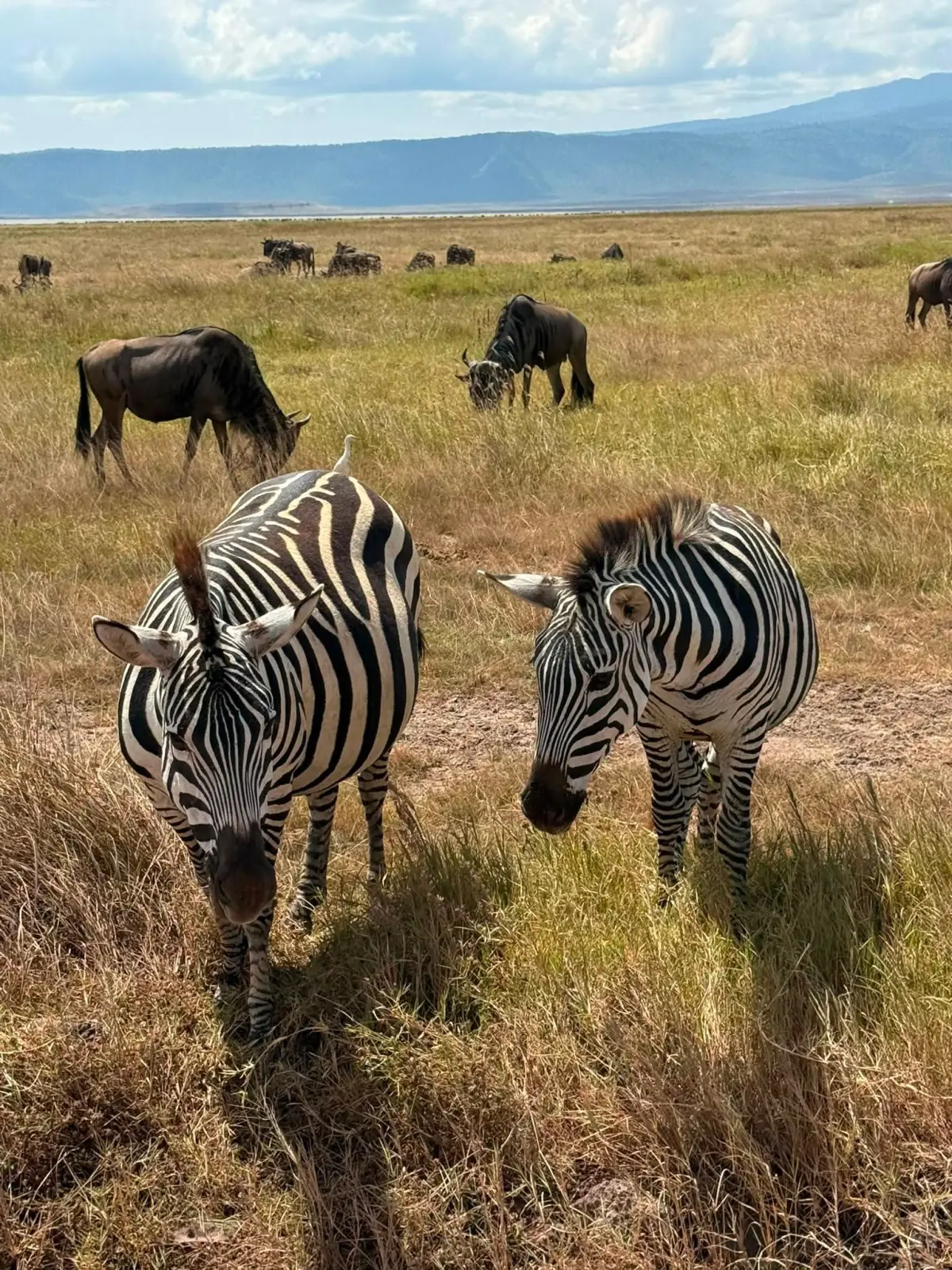 Zebra and wildebeest grazing together with the crater rim behind