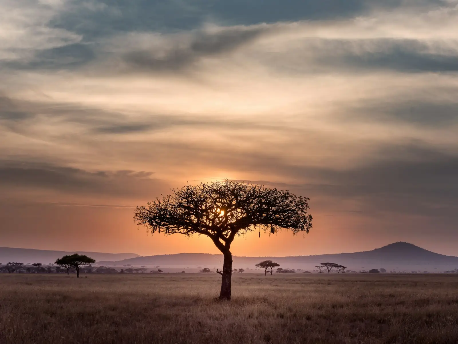 Acacia tree silhouetted against a Serengeti sunset