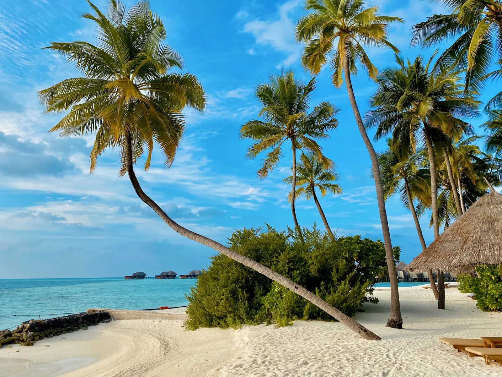 Palm trees leaning over a white sand beach in Zanzibar
